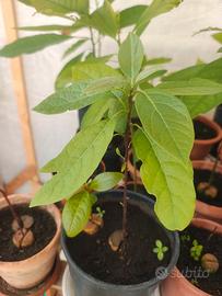Piante di Avocado Bio (Varie Dimensioni)