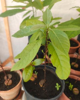 Piante di Avocado Bio (Varie Dimensioni)