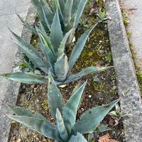 Piante varie dí agave e succulente