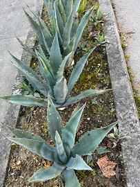 Piante varie dí agave e succulente