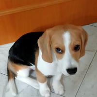 Beagle 5 mesi