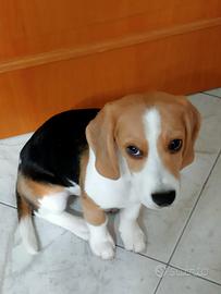 Beagle 5 mesi