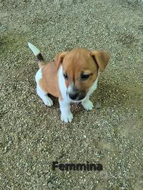 Cuccioli Jack Russel