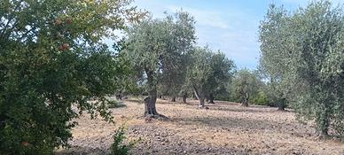oliveto