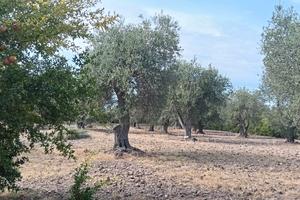 oliveto