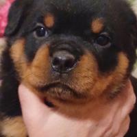 Cuccioli Rottweiler