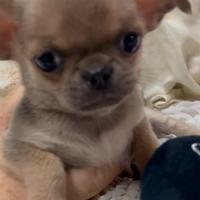 Cuccioli di Chihuahua mini