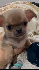 Cuccioli di Chihuahua mini