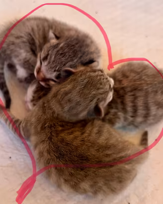 Cuccioli di Gatto Siberiano