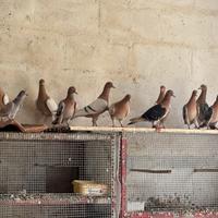 Allodole di Norimberga