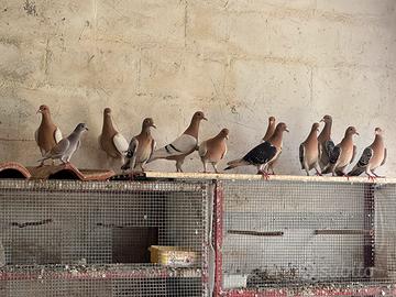 Allodole di Norimberga