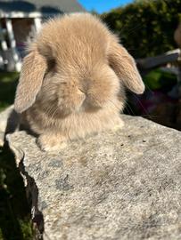 Cuccioli ariete nano Minilop