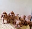 cocher-cuccioli
