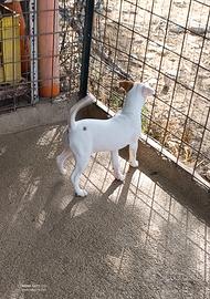 Jack Russell