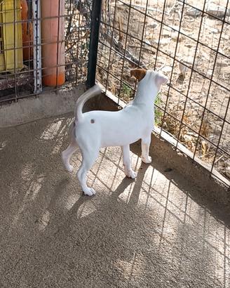 Jack Russell