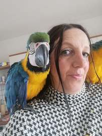 Ara ararauna allevate a mano