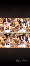 4 piccole meraviglie