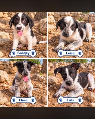 4 piccole meraviglie