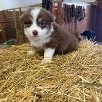 Cuccioli pastore australiano