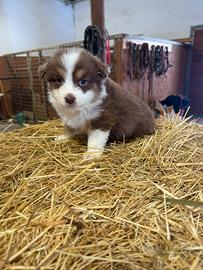 Cuccioli pastore australiano