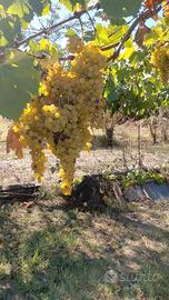 Uva da vino