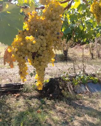 Uva da vino
