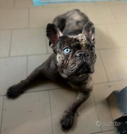 Bulldog Francese