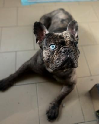 Bulldog Francese