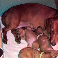 Bassotto kaninchen maculato merle