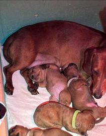 Bassotto kaninchen maculato merle