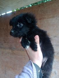 Volpina nera cucciola