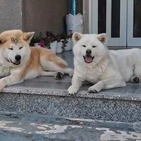 Akita inu giapponese con pedigree