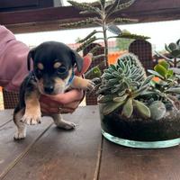 Pincher/chiwawa