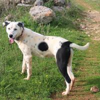 Salviamo Spot dal canile