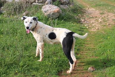 Salviamo Spot dal canile