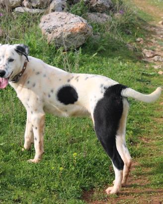 Salviamo Spot dal canile