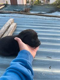 Vendita cucciolo di Labrador Retrievers