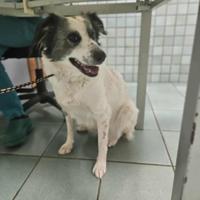 Border collie mix in adozione