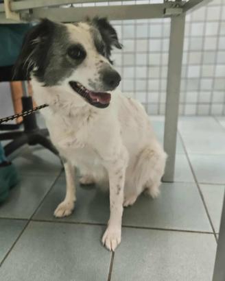 Border collie mix in adozione