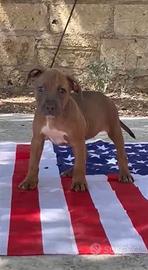 American Pitbull terrier