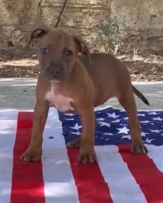 American Pitbull terrier