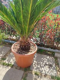 Cycas in vaso 