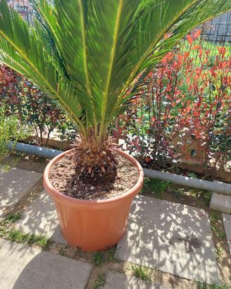 Cycas in vaso 