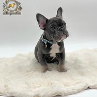 Maschietto bulldog francese total blu