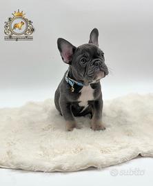 Maschietto bulldog francese total blu