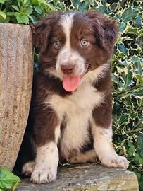 Border collie cucciolo 