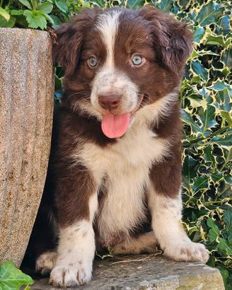 Border collie cucciolo 