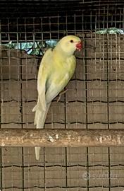 Parrocchetto Pallid Tourquoseblu