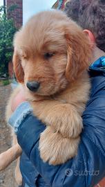 Cuccioli golden retriever americani