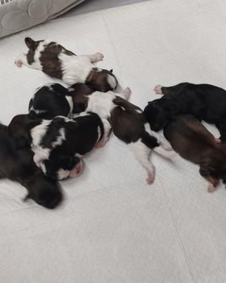 Cuccioli di shihztu